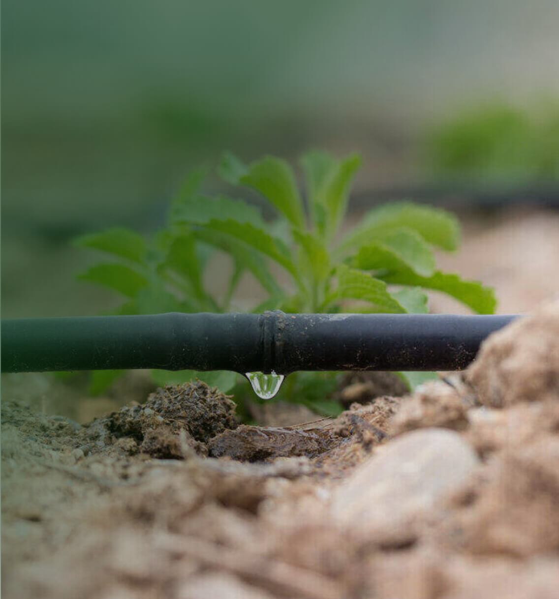 Drip Irrigation Fertilizers