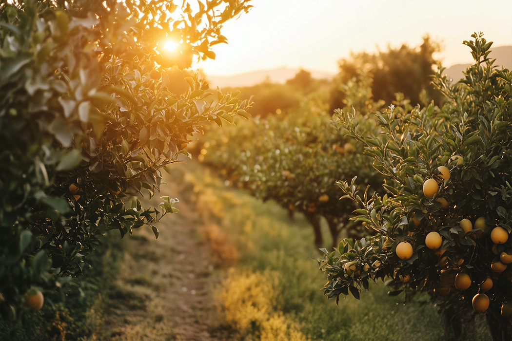 Post-harvest practices in fruit orchards