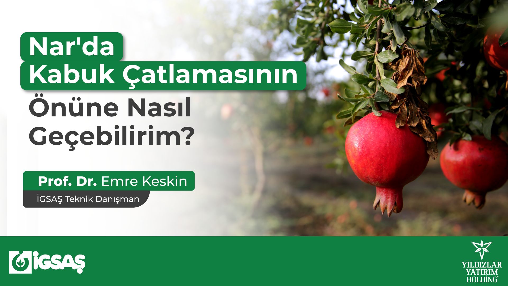 Nar'da Kabuk Çatlamasının Önüne Nasıl Geçebilirim?