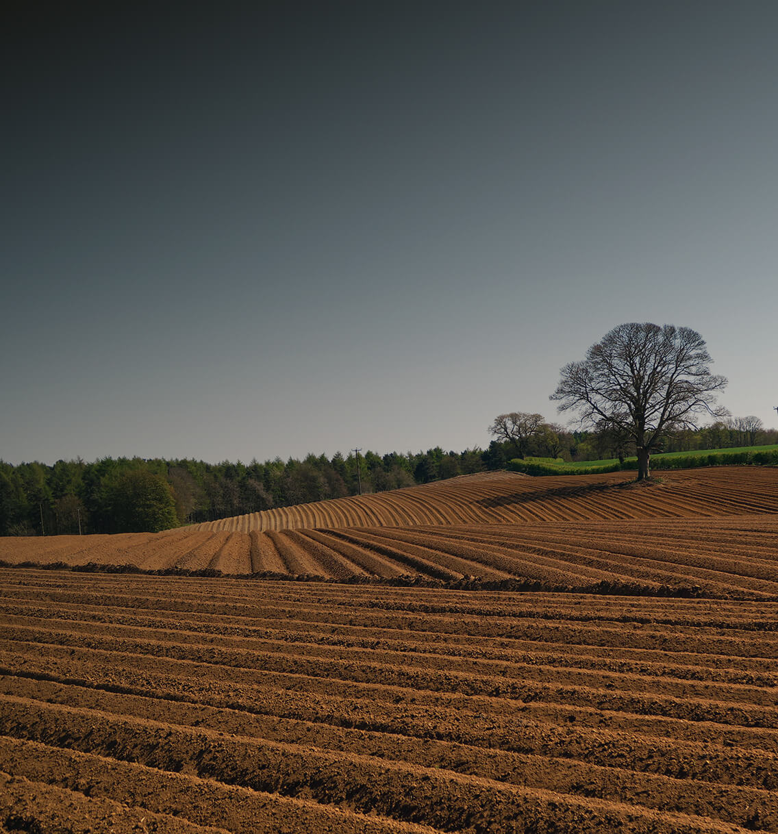 Conventional Fertilizers